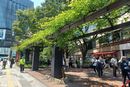 購入代行の模様